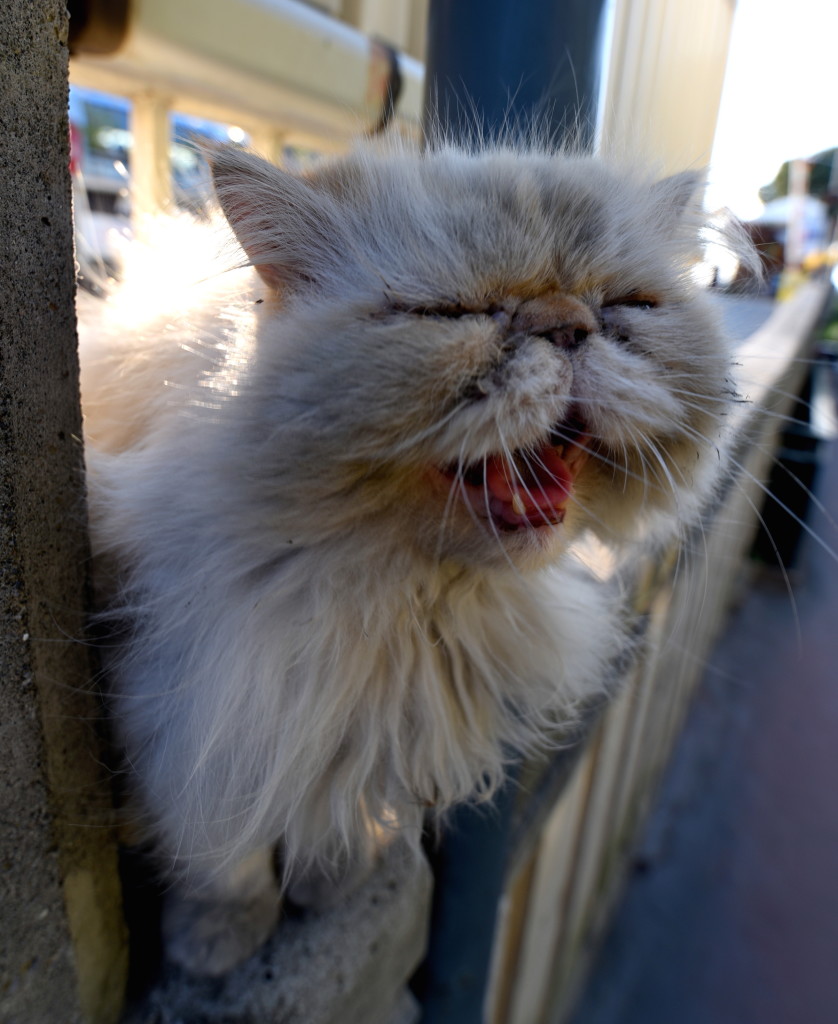 You see a lot of stray cats around Italy. But most are mangy mutts. (Don't get me wrong...I have two mangy mutts myself.) This adorable puss, in Sorrento, seems lot be a designer cat who's set off on her own. 