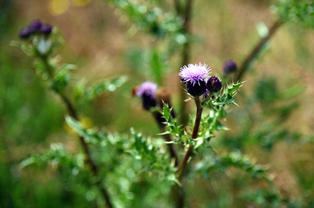 Thistle