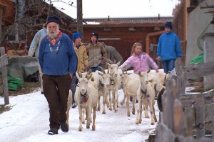 High in the Swiss Alps