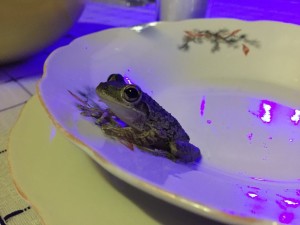Frog in bowl